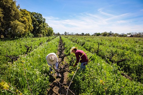 Worker harvesting winegrapes in a lush Lodi vineyard under a clear blue sky.