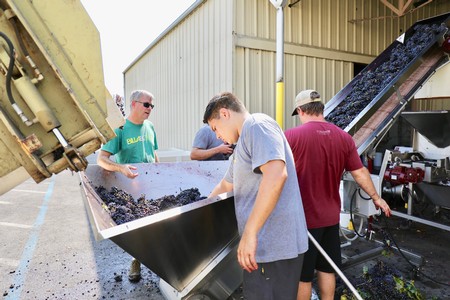 Workers inspecting freshly harvested grapes at a vineyard in Lodi, California.