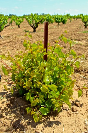 Young winegrape vine in Lodi vineyard with green leaves and trellis support under sunny sky.