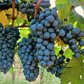 Close-up of ripe dark purple winegrapes hanging on the vine in Lodi, California.