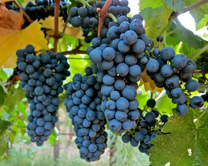 Close-up of ripe dark purple winegrapes hanging on the vine in Lodi, California.