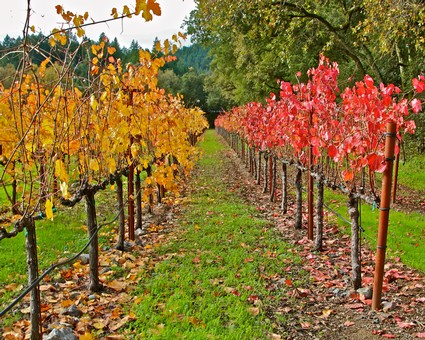 Vineyard rows with yellow and red grapevines in Lodi, California during autumn.