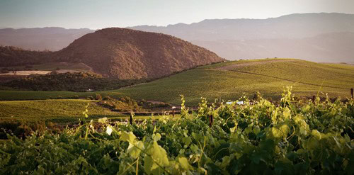 Vineyard in Lodi with rolling hills and lush grapevines under a clear sky.