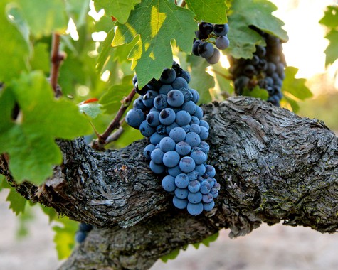 Close-up of ripe dark purple wine grapes hanging on a vine in Lodi, California.