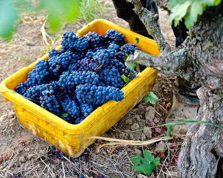 Freshly harvested dark purple wine grapes in a yellow container at a vineyard in Lodi, California.