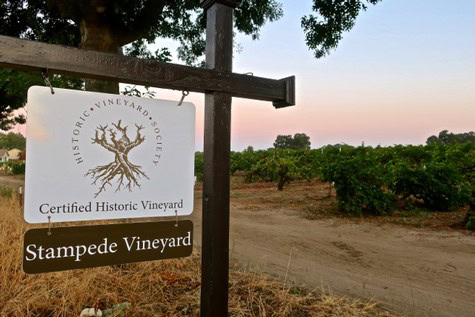Sign for Stampede Vineyard, a certified historic vineyard in Lodi, California, with grapevines in the background.
