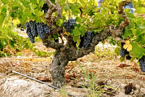 Close-up of a grapevine with dark purple grapes ripening in a vineyard.