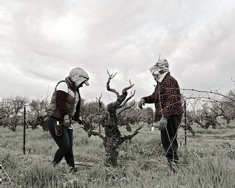 Two workers in protective clothing inspecting a grapevine in a vineyard during daytime.