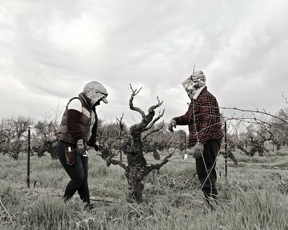 Two workers in protective gear tending to a grapevine in a vineyard during overcast weather.