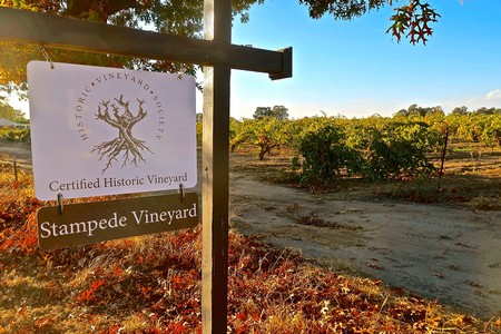 Vineyard sign indicating Stampede Vineyard at a historic winery in Lodi, California, with grapevines and clear sky.