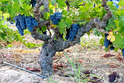 Close-up of a gnarled Lodi winegrape vine with ripe blue grapes and green leaves in a vineyard.