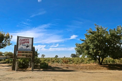 Vineyard landscape in Lodi with a sign for Clements Stampede and a large tree under a blue sky.