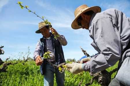 Workers harvesting winegrapes in Lodi vineyard during sunny day for wine production.