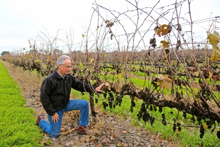 Man inspecting grapevines in a Lodi vineyard during harvest season.