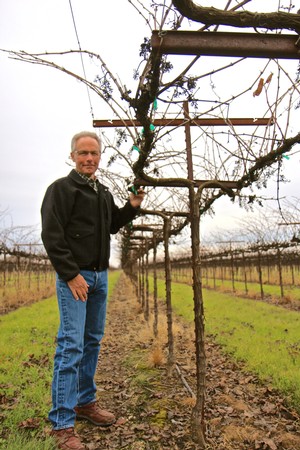 Man inspecting grapevines in a vineyard during winter in Lodi, California.