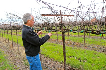 Vineyard worker inspecting grape vines in a Lodi wine vineyard during winter.