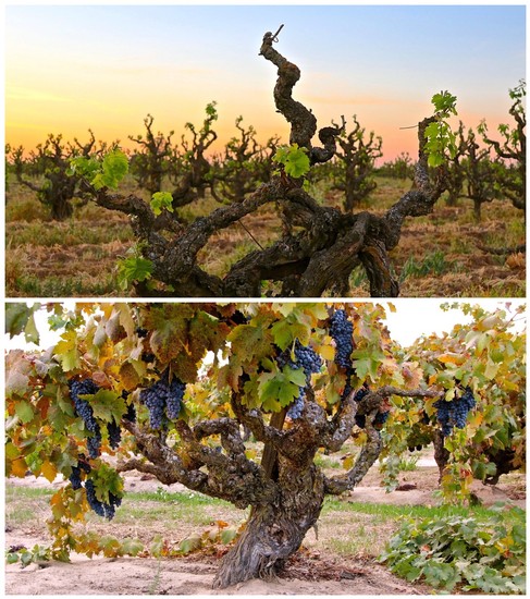 Grapevine in Lodi wine region with ripe grapes and lush leaves at sunset.