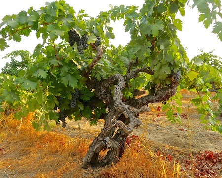 Grapevine with lush green leaves and dark grapes in a Lodi vineyard, showcasing premium wine grape cultivation.