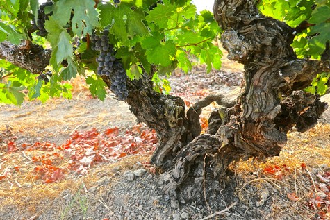 Close-up of a gnarled winegrape vine with ripe grapes in a Lodi vineyard.