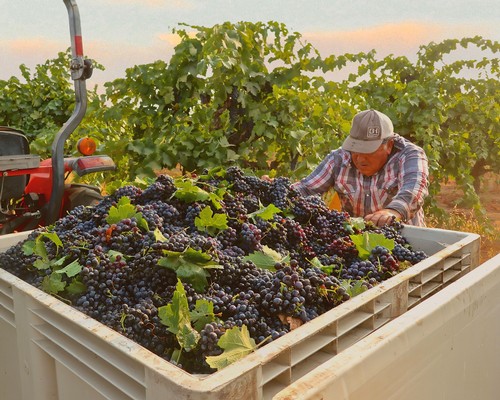 Vineyard worker harvesting ripe grapes in Lodi wine region during sunset.