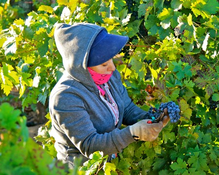 Child harvesting ripe grapes in a vineyard during the Lodi Winegrape Commission season.