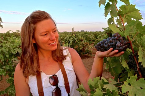 Woman inspecting ripe grapes in a vineyard during harvest in Lodi, California.