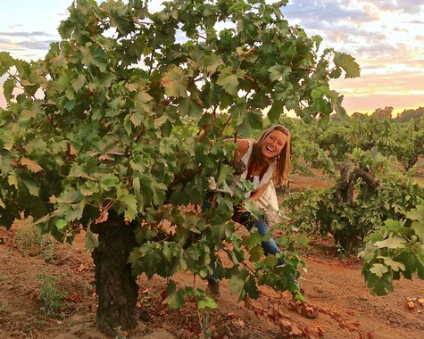 Happy woman harvesting grapes in a lush vineyard during sunset in Lodi, California.