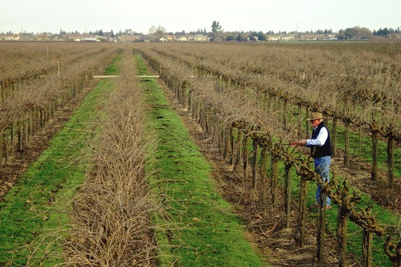 Vineyard worker inspecting grapevines in a Lodi winegrape vineyard during harvest season.