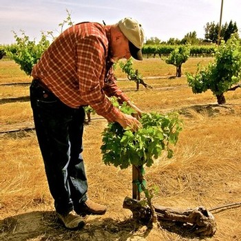 Vineyard worker inspecting grapevines in a Lodi winegrape vineyard during daytime.