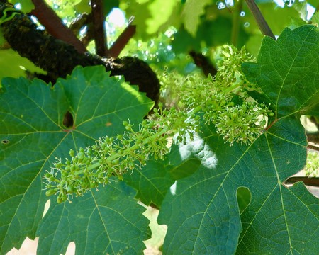 Close-up of a Lodi winegrape vine with green leaves and flowering clusters for wine production.