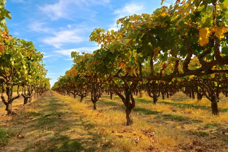 Vineyard rows in Lodi, California, with ripe winegrapes and colorful autumn leaves under a blue sky.