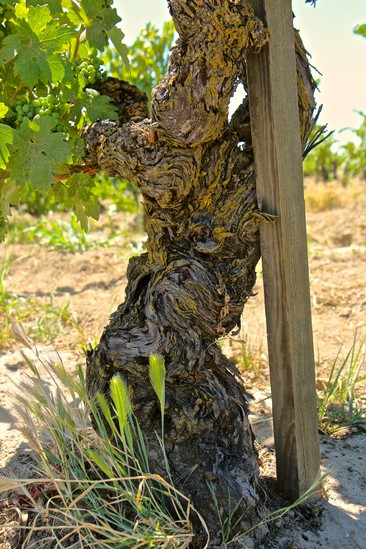 Close-up of a gnarled winegrape vine trunk in Lodi, California, with green leaves and soil background.