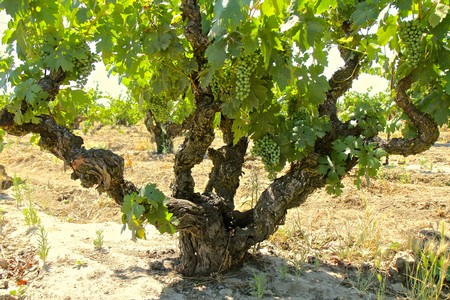 Grapevine with lush green leaves and clusters of grapes in a Lodi vineyard.