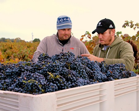 Two workers inspecting ripe grapes in a vineyard during harvest season in Lodi, California.
