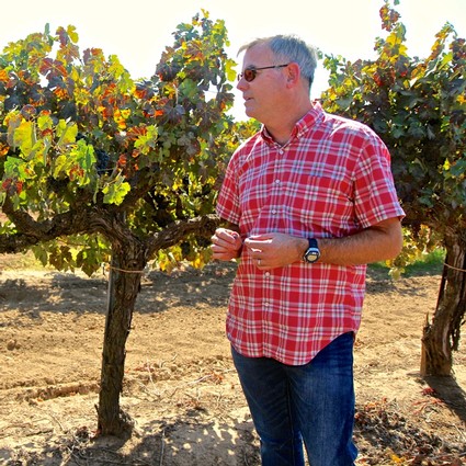 Man inspecting grapevines at Lodi Winegrape Commission vineyard in California.