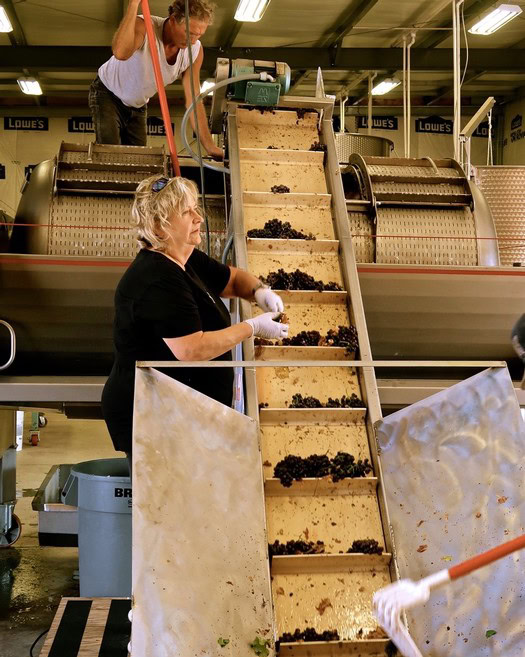 Workers sorting grapes on a conveyor belt at a Lodi winery for wine production.