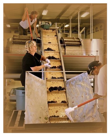 Workers sorting winegrapes on a conveyor belt at a winery in Lodi, California.
