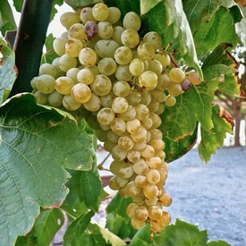 Close-up of a ripe white wine grape cluster hanging from a vine with green leaves.
