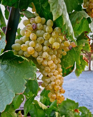 Close-up of a ripe white winegrape cluster on the vine in Lodi, California.