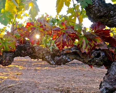 Close-up of Lodi winegrape vine with colorful leaves and sunlight filtering through.