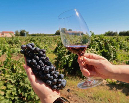 Hands holding a bunch of grapes and a glass of red wine in a vineyard during daytime.