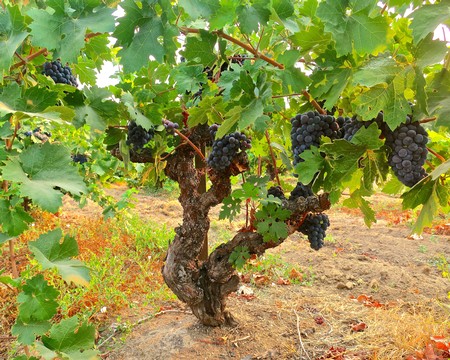 Grapevines with ripe black grapes in a Lodi vineyard during harvest season.