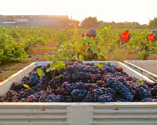 Workers harvesting ripe grapes in a Lodi vineyard during sunset for wine production.