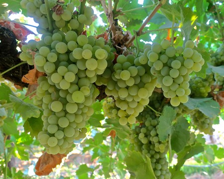 Close-up of green winegrapes hanging on the vine in Lodi, California, ready for harvest.