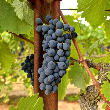 Close-up of ripe dark purple winegrapes hanging on a vine in Lodi wine country, California.