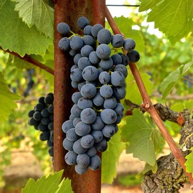 Close-up of ripe dark purple wine grapes hanging on the vine in Lodi, California.