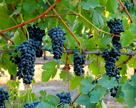 Close-up of ripe dark purple wine grapes hanging on vine in Lodi wine region.
