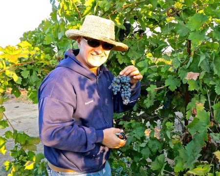 Farmer in a straw hat and sunglasses harvesting grapes in a vineyard for Lodi wine production.