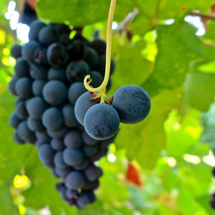 Close-up of ripe dark purple wine grapes hanging on the vine in Lodi, California.