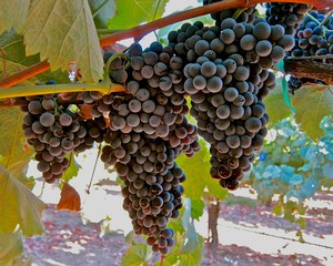 Close-up of ripe dark purple winegrapes hanging on the vine in Lodi, California.